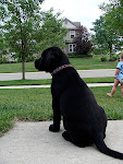 GIANT dog! (hehe, nice perspective shot, eh?)