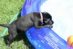 Hmmm....how're those water dog instincts?