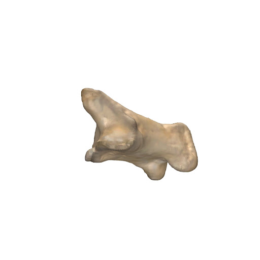 diagram of primal phalange