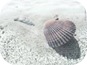 Conchiglie