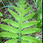 Nettled chain fern