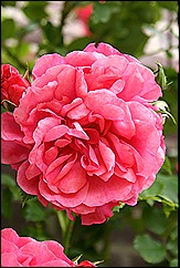 blog 9