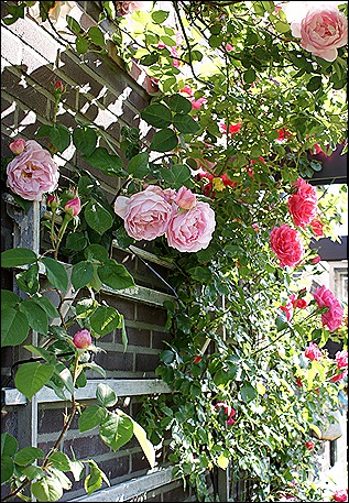 blog 15
