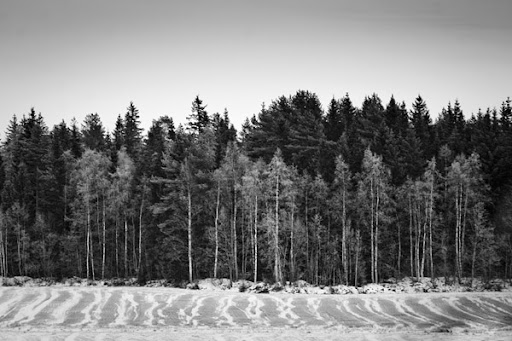 skog