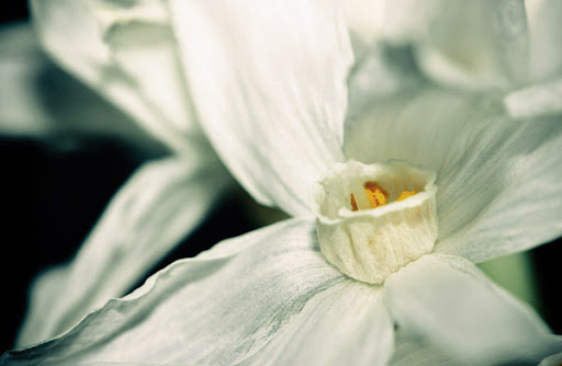 gammal blommma