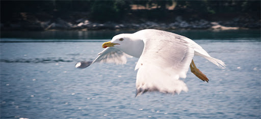 mås
