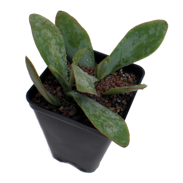 Crassula 'Cookie Plant' Southeast Succulents