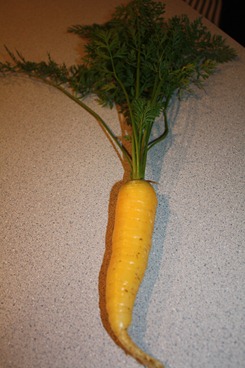 [My Carrot 002[8].jpg]