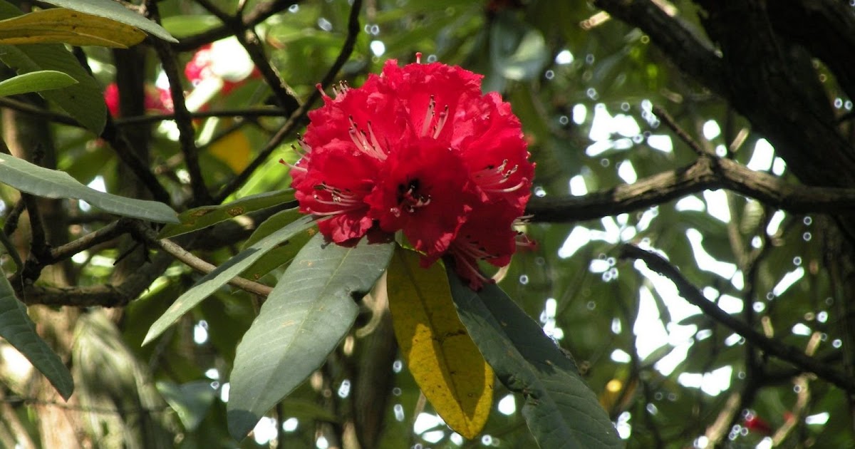 Namaste World Rhododendron the national flower of Nepal