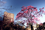 Praça da Liberdade. Inverno ou outono? Primavera talvez.