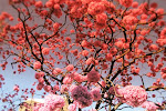 Praça da Liberdade. Inverno ou outono? Primavera talvez.