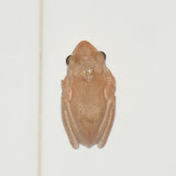 frog.jpg