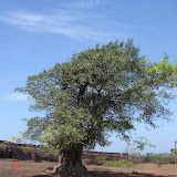 A lone old tree stands at the centre of the Fort's compound