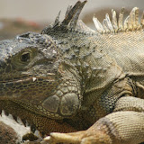 This Iguana was really intesting cause its the first large one I have seen