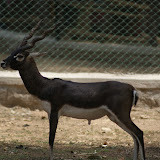 Black Buck. And no I do not know whats hanging from its belly!