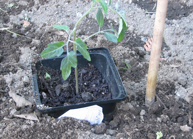 [parkers planting[4].jpg]