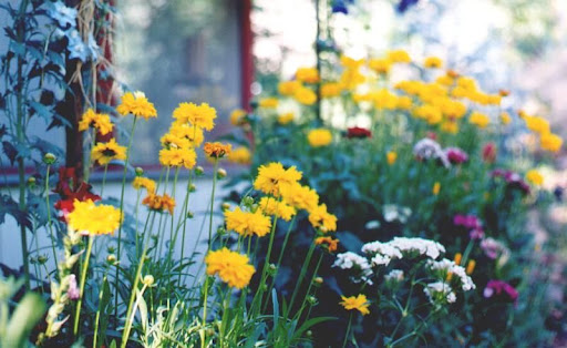 [Image: amyflowers.JPG]