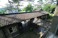 Pine