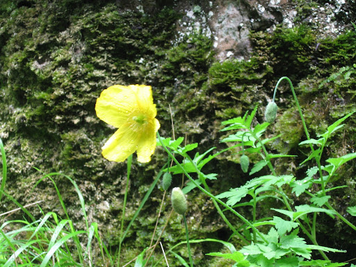 Yellow poppy at Dovedale