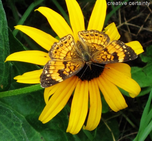 [butterfly on black eye susan copy[10].jpg]