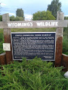  Wyoming's Wildlife 