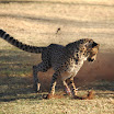 cheetah run 6.jpg