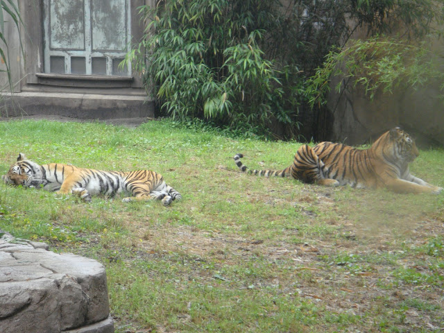 DSC00770.JPG