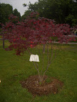 Japanese Maple Tree dedicated to Emily outside of the Chester Library