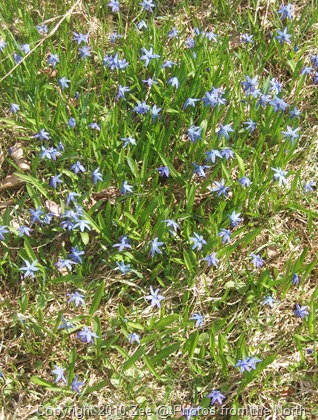 Spring 2010 027