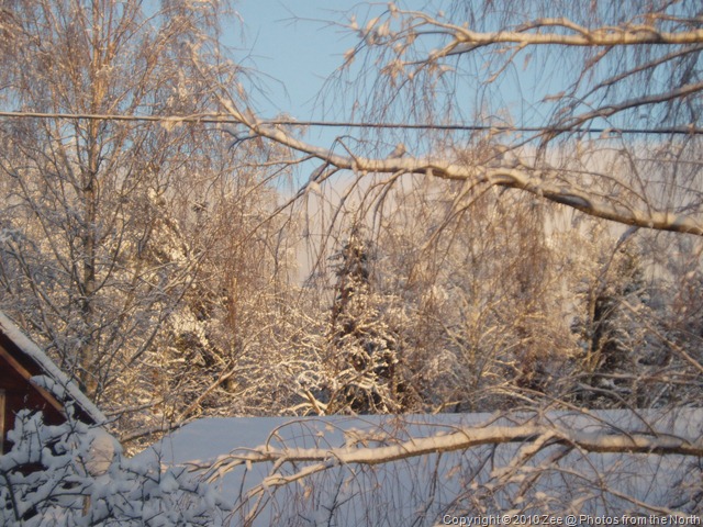 [naturestudies0076.jpg]