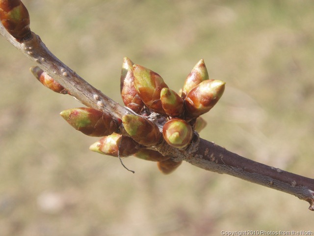 [Spring 2010 018[10].jpg]