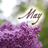 [May lilacs by magic_art[4].png]