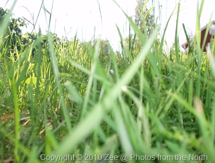 Summer 2010 047