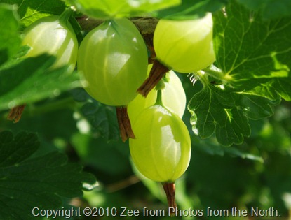 Summer 2010 006