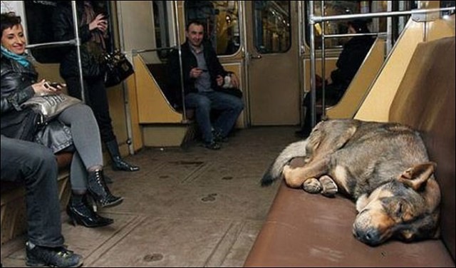 [cãesemmoscou (2)[3].jpg]