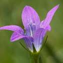 Campanula patula (Wiesen Glockenblume)