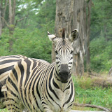 Mohican zebra.