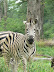 Mohican zebra.