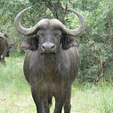 Buffalo in the rain, Xakanaka, Moremi.