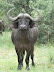 Buffalo in the rain, Xakanaka, Moremi.
