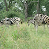 The famous two-headed, five-legged zebra.