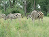 The famous two-headed, five-legged zebra.