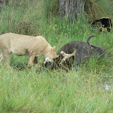 Dig in.  Lion cub on a buffalo kill at Xakanaka, Moremi.