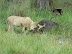 Dig in.  Lion cub on a buffalo kill at Xakanaka, Moremi.