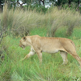 Lioness tired of being photographed.