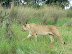 Lioness tired of being photographed.