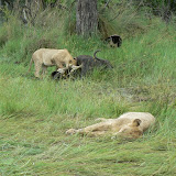 I'm full, let me sleep.  Lion cubs at a buffalo kill near Xakanaka, Moremi.