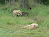 I'm full, let me sleep.  Lion cubs at a buffalo kill near Xakanaka, Moremi.