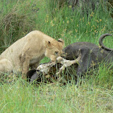 Lion cub on a buffalo kill near Xakanaka, Moremi.