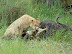 Lion cub on a buffalo kill near Xakanaka, Moremi.